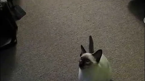 Watch the video about Siamese Kitten Playing Fetch