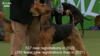 2022's New Registration Numbers - Terrier Group by Dogs Dogs and More Dogs 184 views 4 months ago 3 minutes, 8 seconds