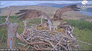 Normal service resumes: Louis the Loch Arkaig Osprey brings fish 2 hours after the first 4 May 2026