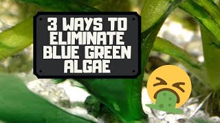 3 Ways to Eliminate Blue Green Algae / Cyanobacteria