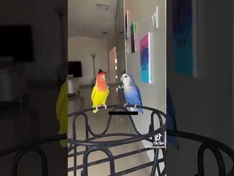 تغريد الروز