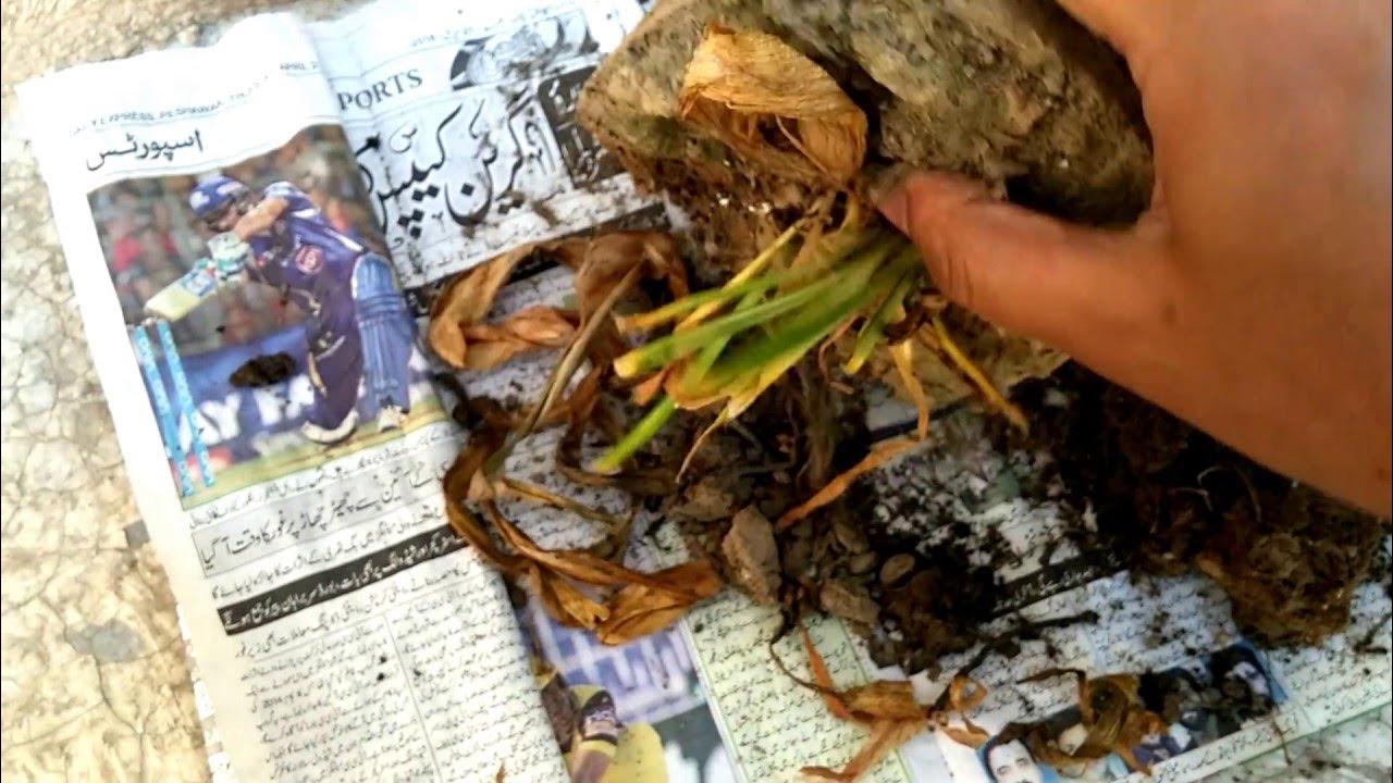 Saving Hyacinth Bulbs YouTube
