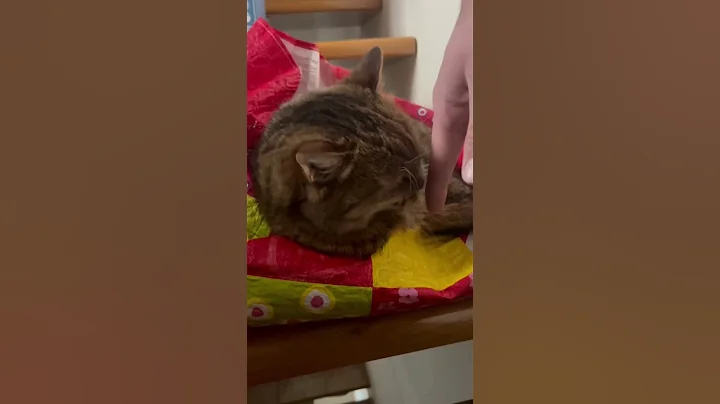 Watch the video about Cat cleaning itself with human help 🙃 #animals #shorts #love #funny #cute #cat #cats #funnyvideo
