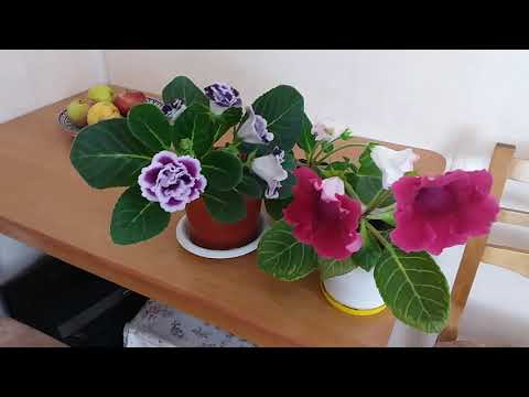 Video: Gloxinia At Home