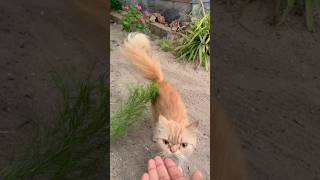 Suttumani 😱🤩🤗#poopy #pets #persian #cute #cat #videoviral #viral #sea