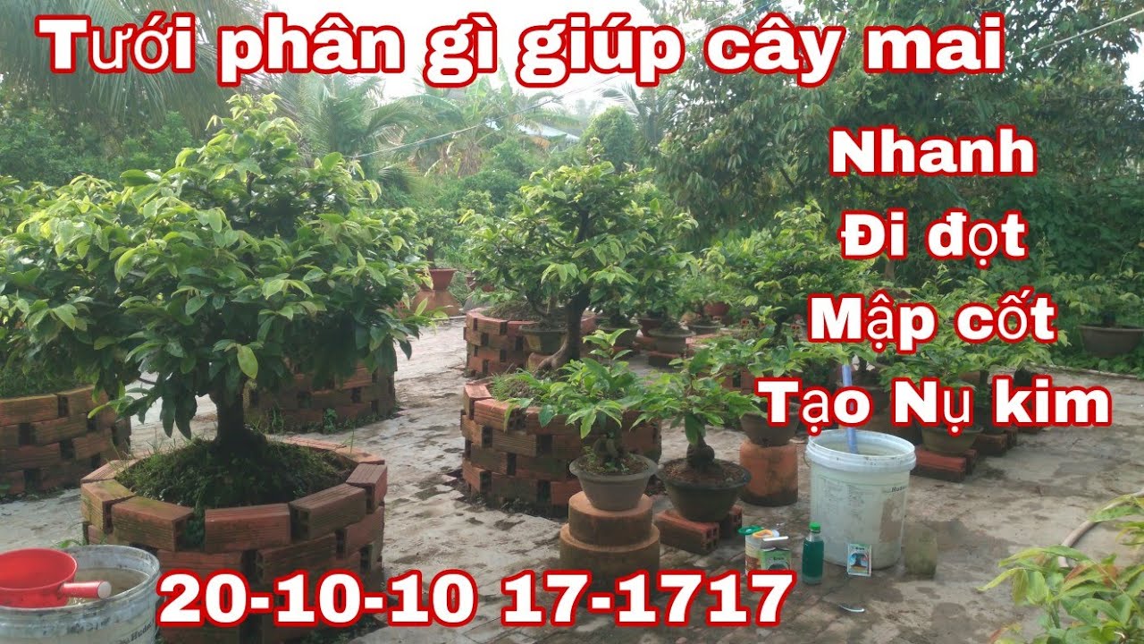 Tưới phân gì giúp cây mai nhanh Đi đọt, Lớn cành Mập cốt.