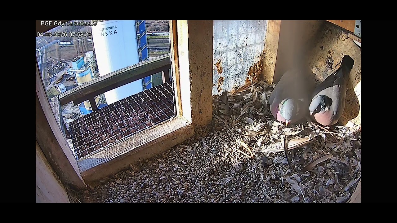 Gdynia_04.03.2026_ Grzywacze dalej w gnieździe.