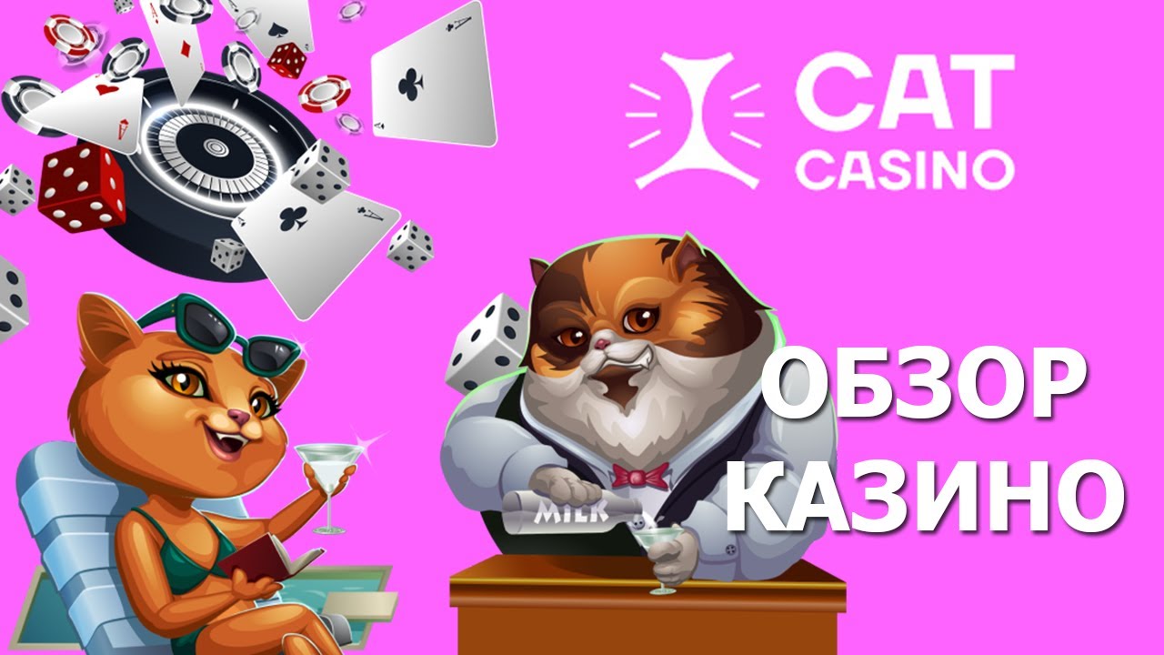 Casino Cat обзор. Кэт казино. Создатель Cat Casino. Хилкэт обзор. Cat casino промокоды 2023 catcasx com