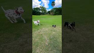 Crazy Minpin Running With #dalmatian  Luca!! #cutedogs #dogsplaying #minpin #shorts