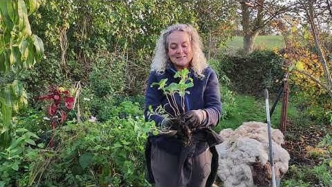 Mulching , 4 Different Experiments - Nordic Food Forest 9 Years Old - What Have I Learned SERIES