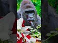 Today in History: Harambe the Gorilla Shot & Killed at Cincinnati Zoo | May 28, 2016