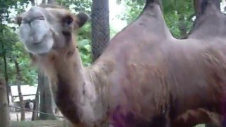 Camel Eats Bucket