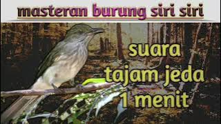 masteran suara burung siri siri (jeda)