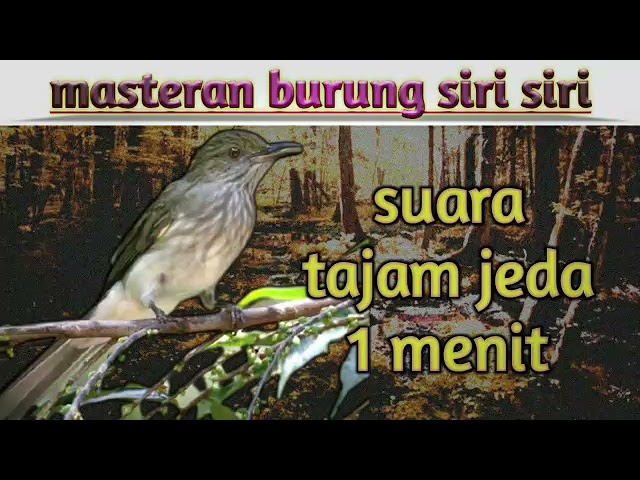 masteran suara burung siri siri (jeda) class=