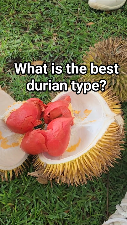 What is the best Durian type? #durian