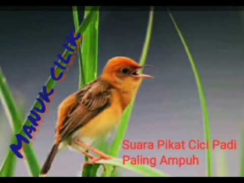 SUARA PIKAT CICI PADI AMPUH #cicipadi #prenjaksawah #pikat #pikatanburung #suarapikatburungkecil