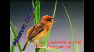 SUARA PIKAT CICI PADI AMPUH #cicipadi #prenjaksawah #pikat #pikatanburung #suarapikatburungkecil