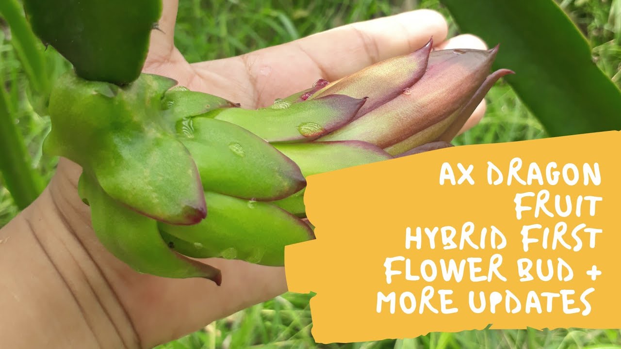 My AX dragon fruit hybrid has it's first flower bud + Valdivia Roja