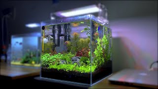 thanh aquatic \/ bể thuỷ sinh cubic 30 phong cách Hà Lan