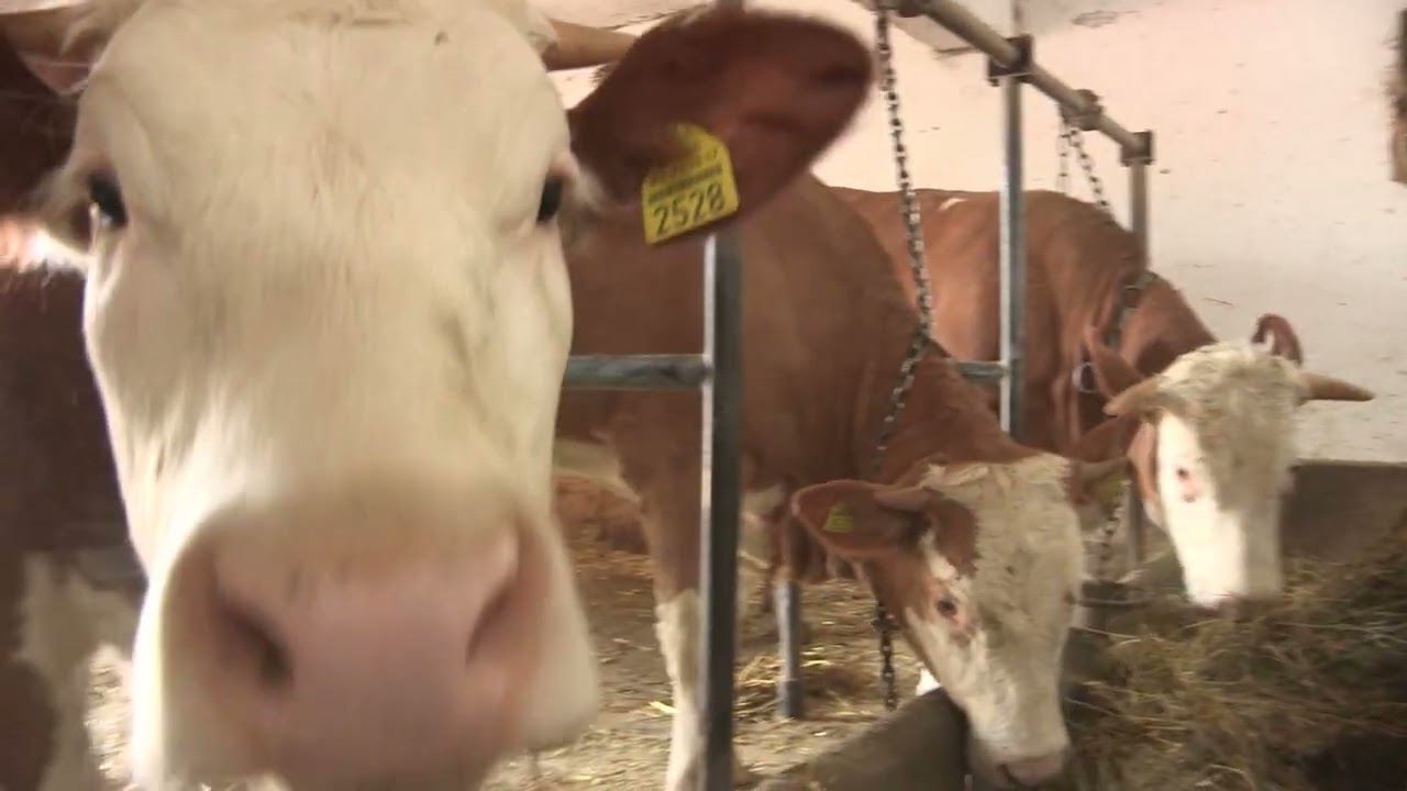 Imamo rešenje ep. 101 10.05.2021. Mlekarska proizvodnja, higijena muže, zoohigijena