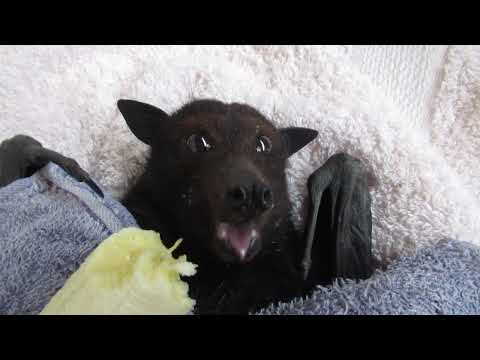 Mum To Be Bernice Is Off With The Bat Fairies And She S Cranky