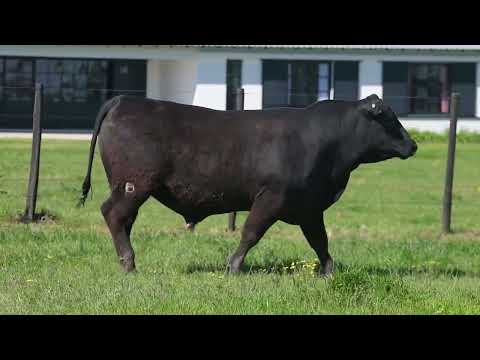 LOTE 21  - 2155
