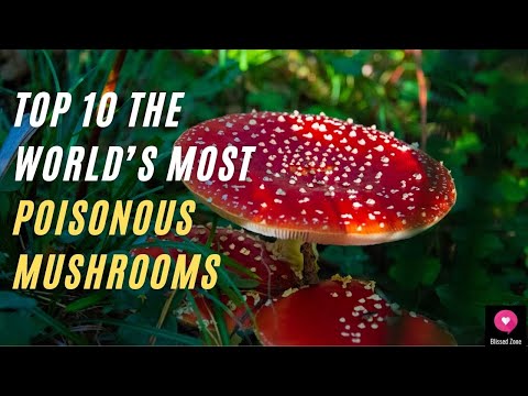 Top 10 The