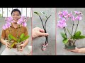 Extract unique orchid plants, How to make and take care orchids at home