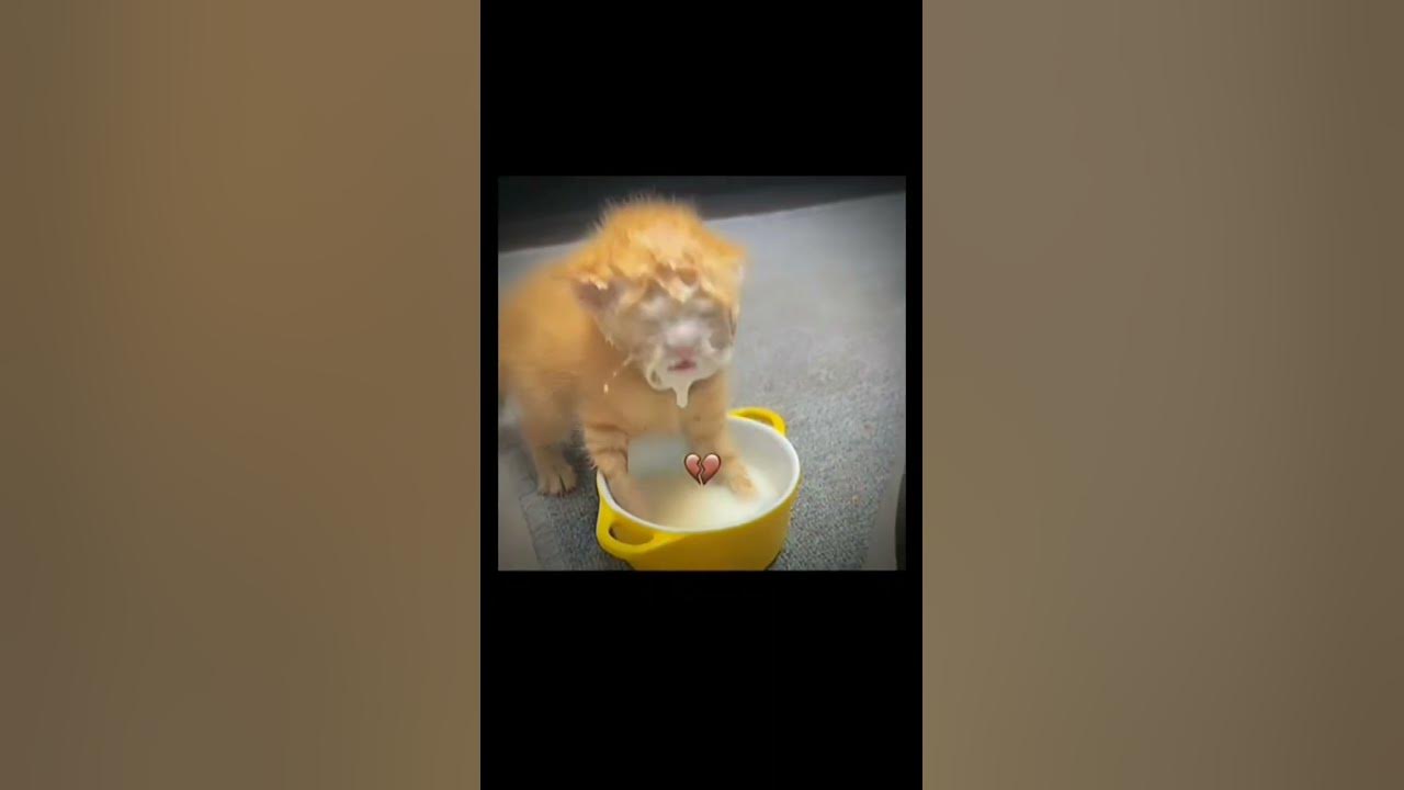 how-cat-drink-meme-youtube