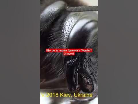 Що це за чудернацька чорна Бджола в Україні? Знаєтє яка назва Бджоли ...