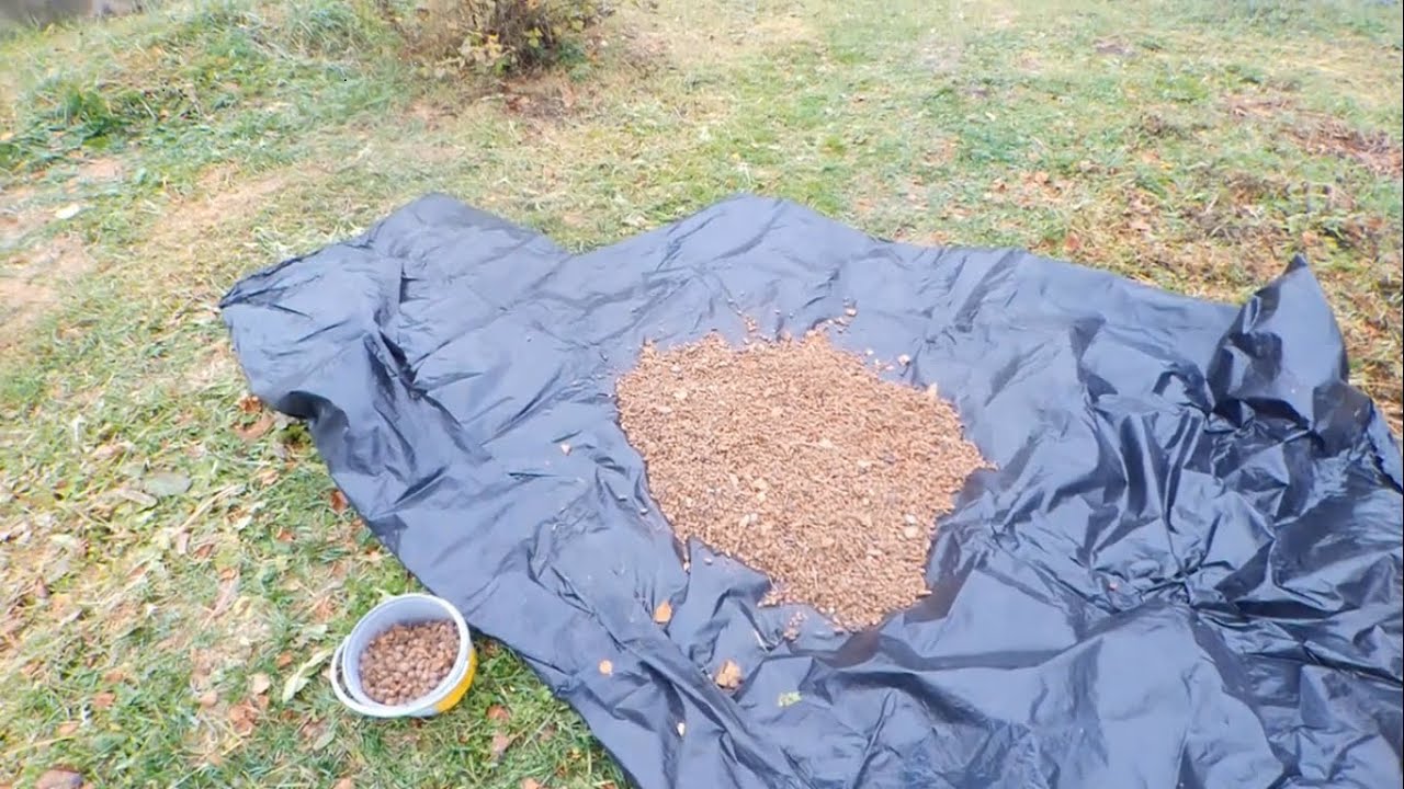 Уборка чуфы.