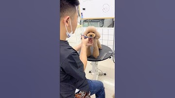 #grooming #doggrooming #cutepets #cutedog #cutedogvideos