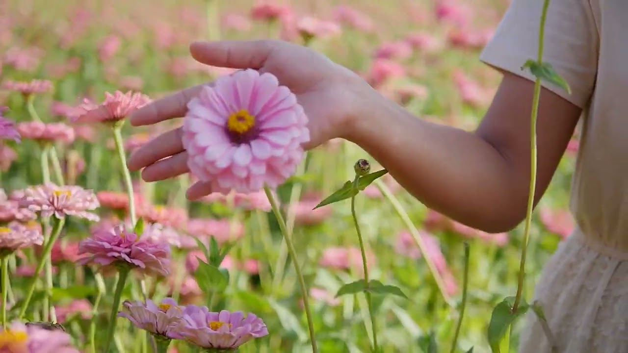 Practice: Summer MV