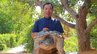 Giant 20-Pound Alligator Snapping Turtle Cooked with Red Oil and Treated My Son | Rural Gourmet