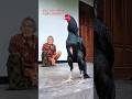 Hi Boss This Is Simbah Cokro S Giant Chicken Chicken Animals 