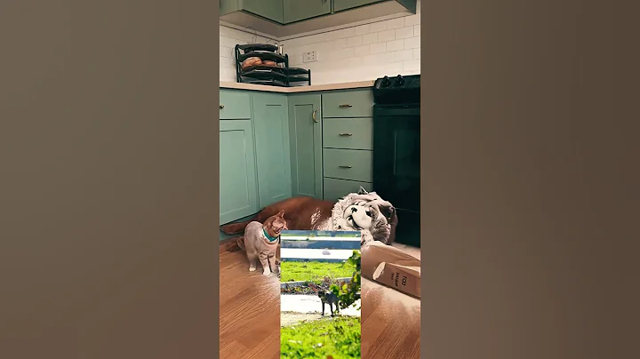 Watch the video about Cat funny video#cat #catvideos #funny #funnyanimal #cute #funnycat #memes #catfunny #animals #shorts