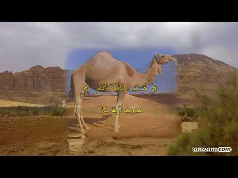 وثائقي عالم الحيوان امم أمثالكم أمة الإبل الجمل Documentaries Of Nations Like You The Nation