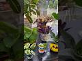 Best Indoor Plants & Planters Decoration #diy # homedecor #plantsdecor #houseplants #nature #viral #