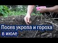 🍅 Посев укропа и гороха в июле