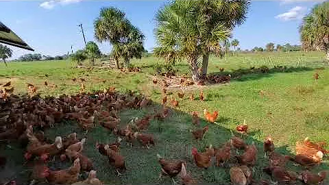 Pasture Raised Laying Hens for chicken eggs & their mobile coop
