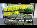 МИКРОЗЕЛЕНЬ - КАК ПРОРАСТИТЬ СЕМЕНА ПОДСОЛНЕЧНИКА НА МИКРОЗЕЛЕНЬ