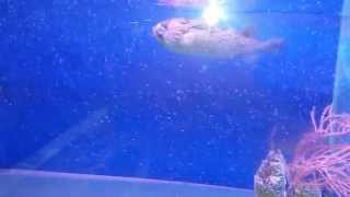 Большая морская рыбка в аквариуме(Каталог морских рыбок находится на портале аквариумистики http://aquarium-vl.ru/articles/morskie-rybki., 2015-07-02T14:45:11.000Z)