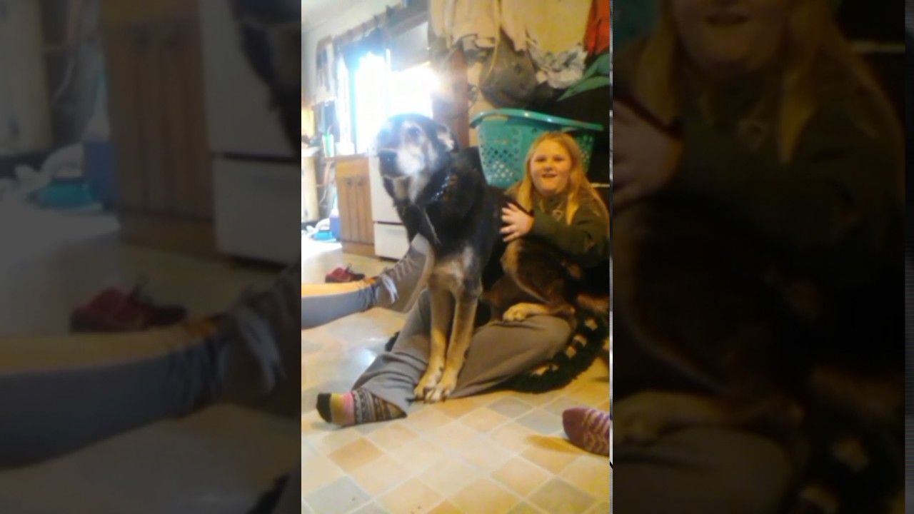 Dog sitting on human YouTube