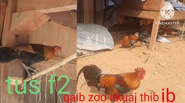 saib qaib dib zoo nkuaj thiab tus f2 zoo nkuaj heev nawb cov phooj yws 👍👍👍💯 k