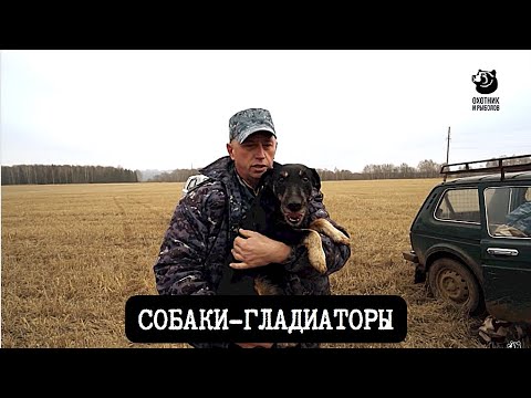 Собаки-гладиаторы // Спутники охотника // Серия 7
