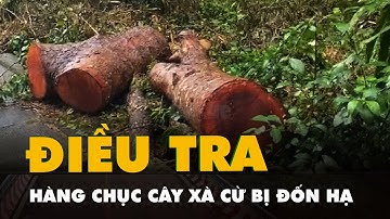Hàng chục cây xà cừ trong khu Hồ Nước Ngọt ở Sóc Trăng bị đốn hạ, công an vào cuộc
