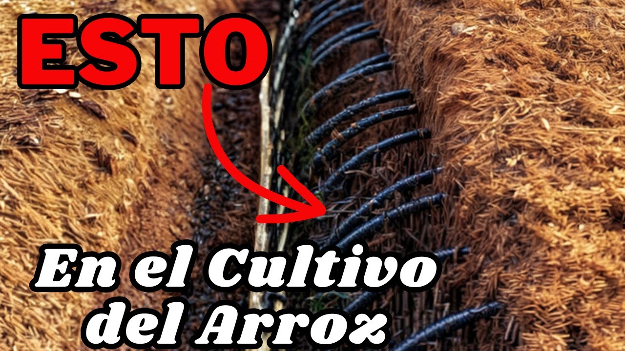 El Cultivo de Riego por Goteo en Arroz