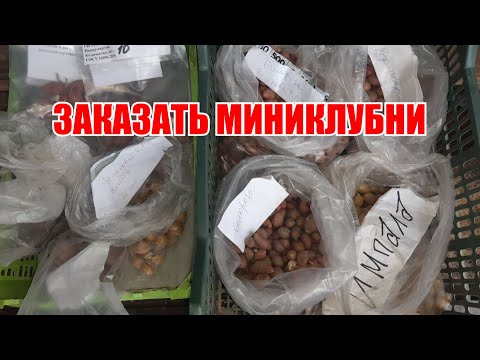 Как заказать миниклубни