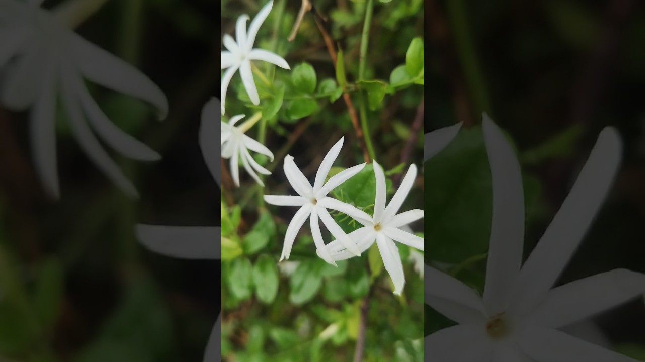 kattumalli (forest Jasmine plant)🪻
