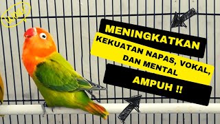 7 Cara Meningkatkan Kekuatan Napas, Vokal, dan Mental Lovebird